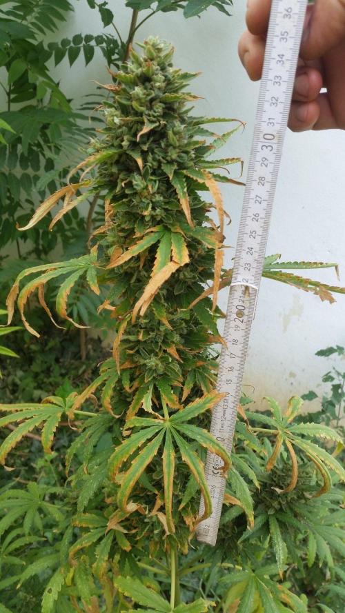 26 Godfather Og autoflower. Week 11