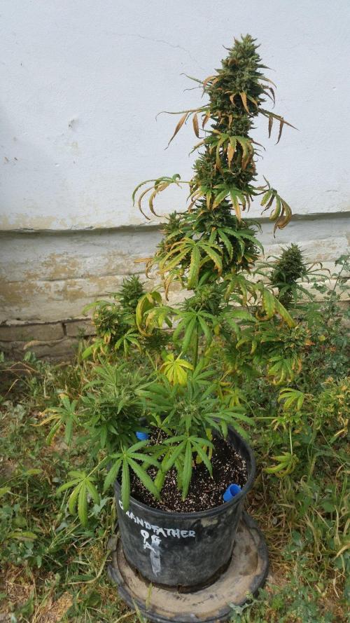 26 Godfather Og autoflower. Week 11