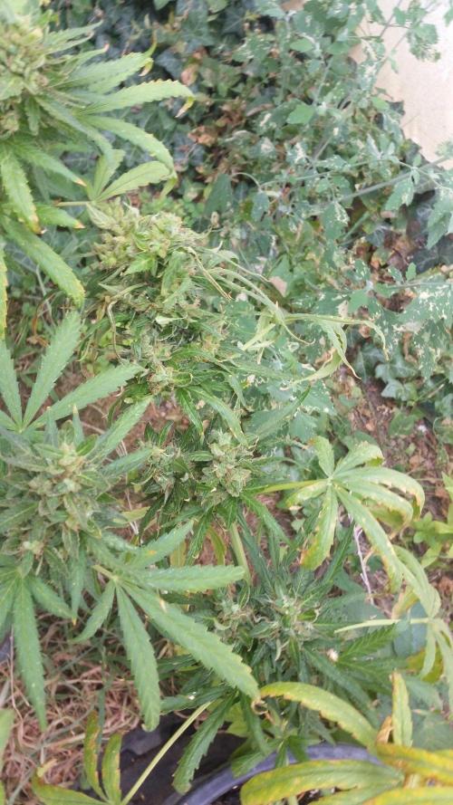 26 Godfather Og autoflower. Week 11