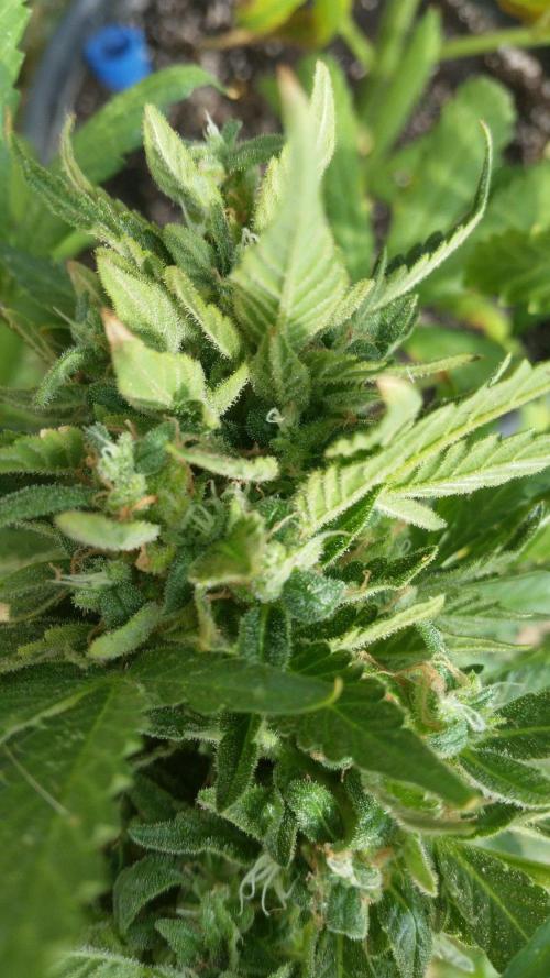 26 Godfather Og autoflower. Week 11