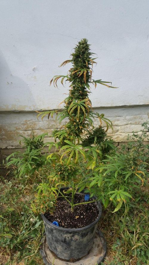 Weedseedsexpress Moonshine Cookies Auto. Week 11