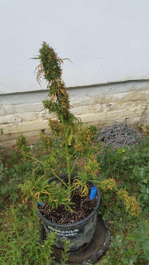 Weedseedsexpress Moonshine Cookies Auto. Week 11