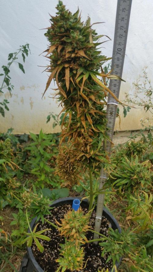 Weedseedsexpress Moonshine Cookies Auto. Week 11