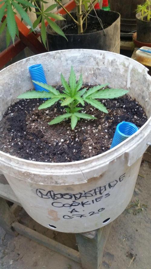 3 autoflower. Week 5
