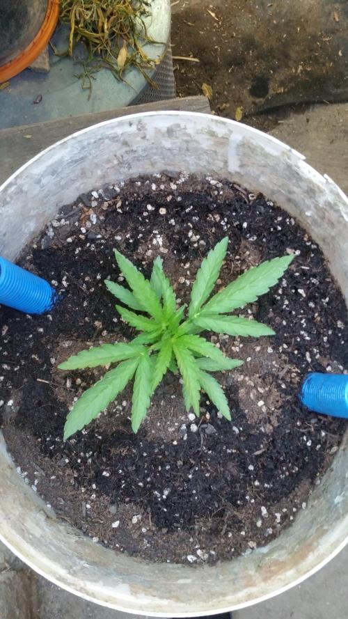 3 autoflower. Week 5