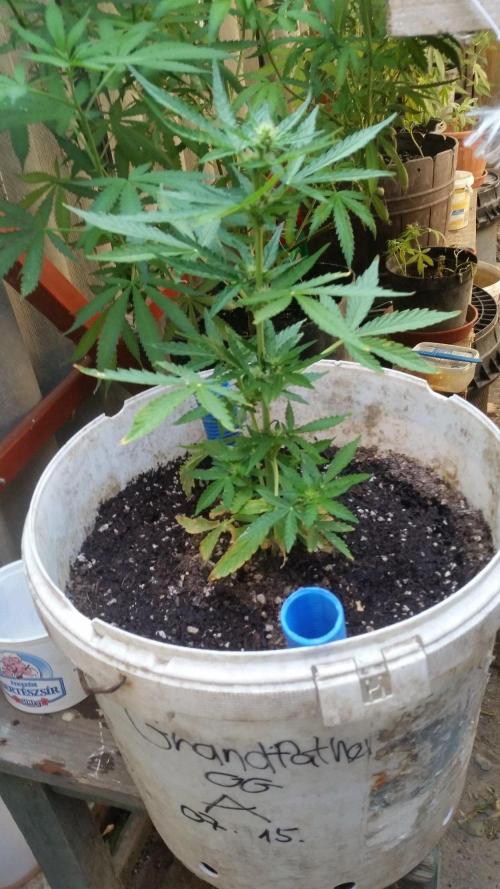 3 autoflower. Week 5
