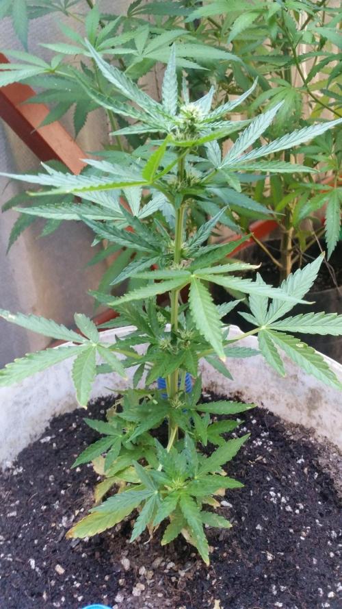 3 autoflower. Week 5