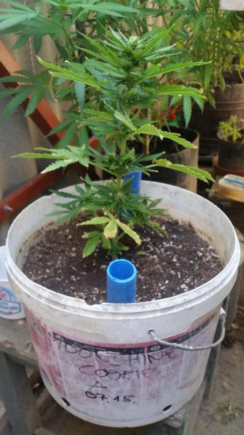 3 autoflower. Week 5