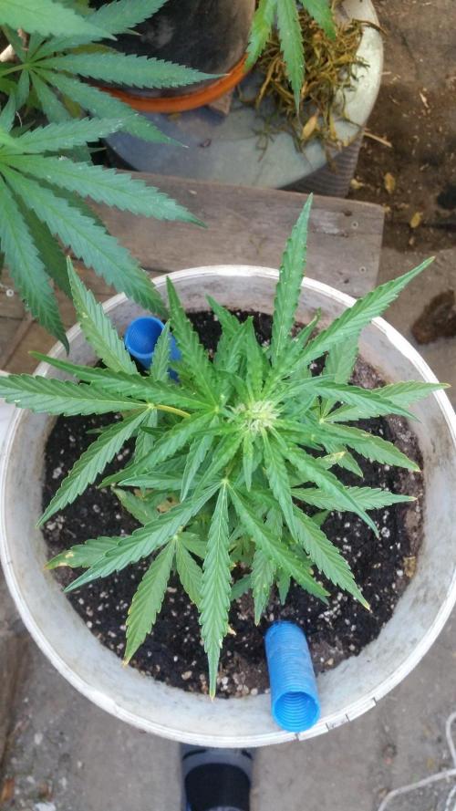 3 autoflower. Week 5