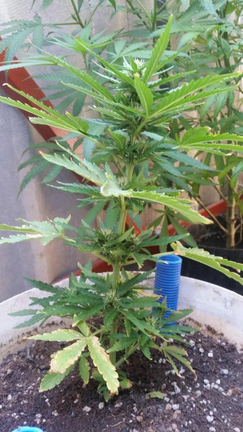 3 autoflower. Week 5