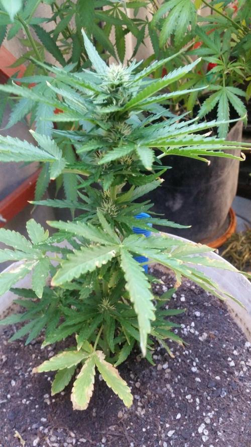 3 autoflower. Week 5