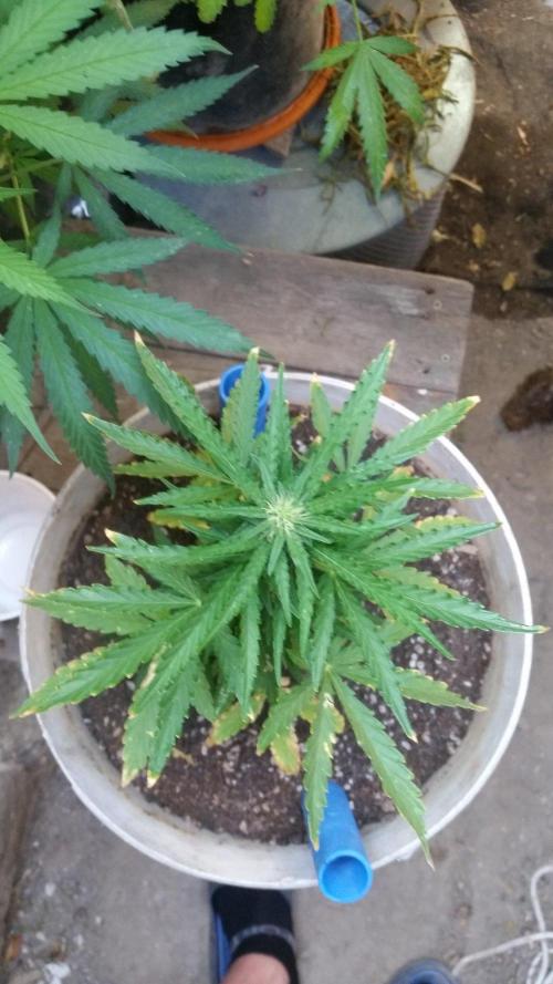 3 autoflower. Week 5