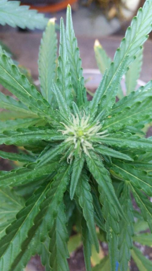 3 autoflower. Week 5