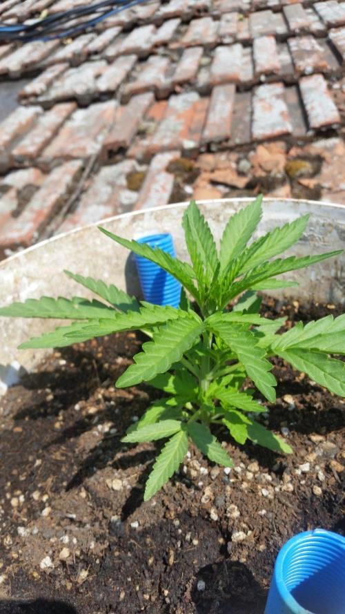 3 autoflower. Week 6