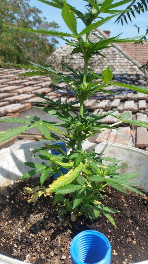 3 autoflower. Week 6