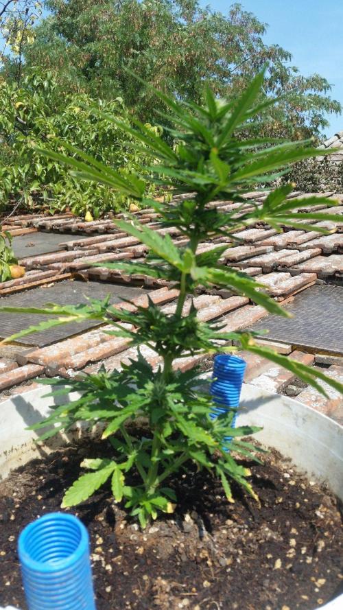 3 autoflower. Week 6
