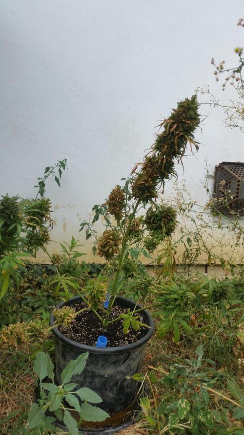 Weedseedsexpress Moonshine Cookies Auto. Week 12
