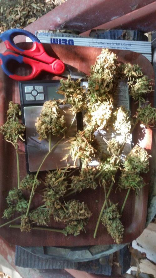 Weedseedsexpress Moonshine Cookies Auto. Week 12