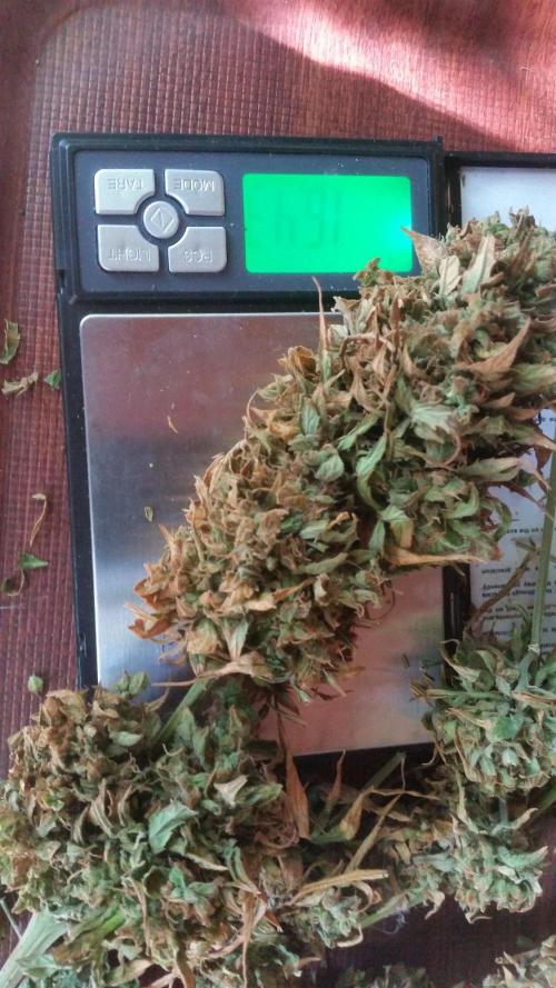 Weedseedsexpress Moonshine Cookies Auto. Week 12