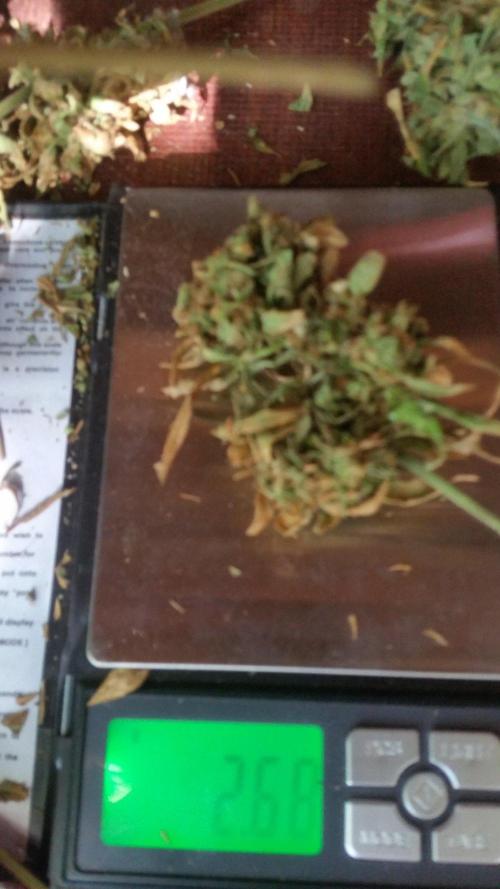Weedseedsexpress Moonshine Cookies Auto. Week 12