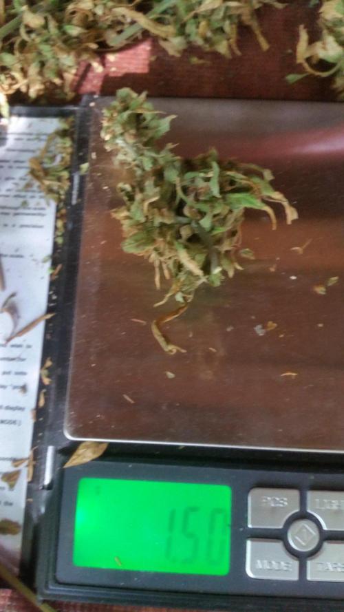 Weedseedsexpress Moonshine Cookies Auto. Week 12