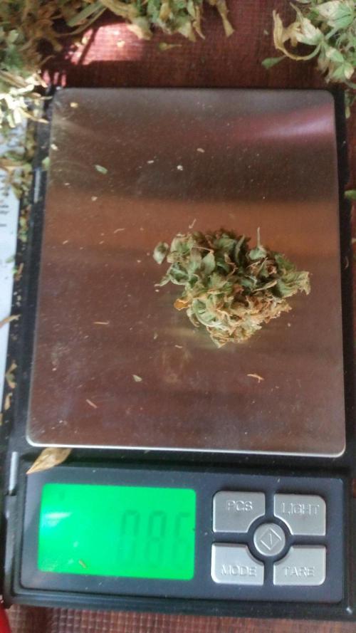 Weedseedsexpress Moonshine Cookies Auto. Week 12