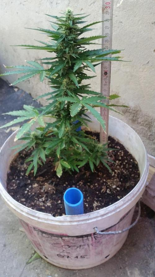 3 autoflower. Week 7 - 08. 21.