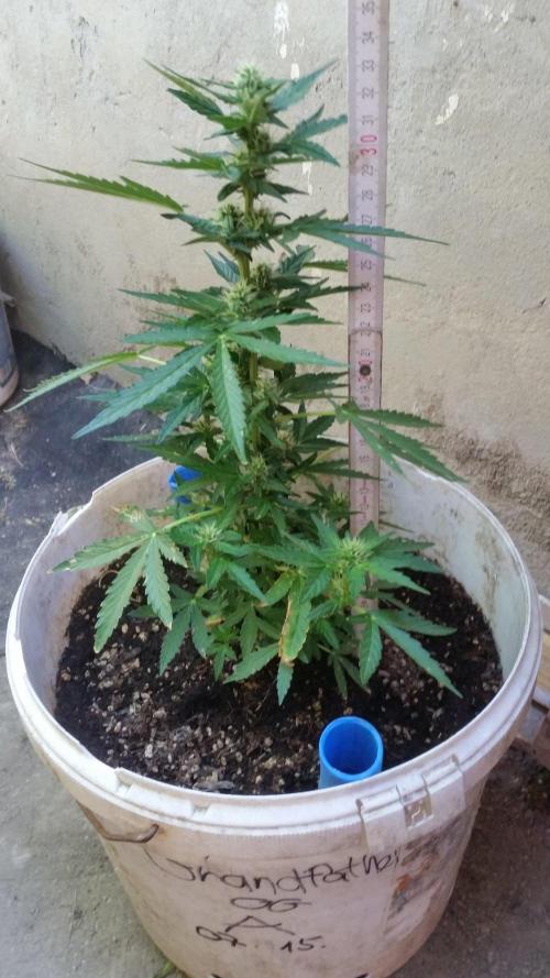 3 autoflower. Week 7 - 08. 21.