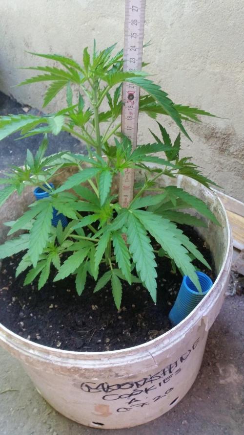 3 autoflower. Week 7 - 08. 21.