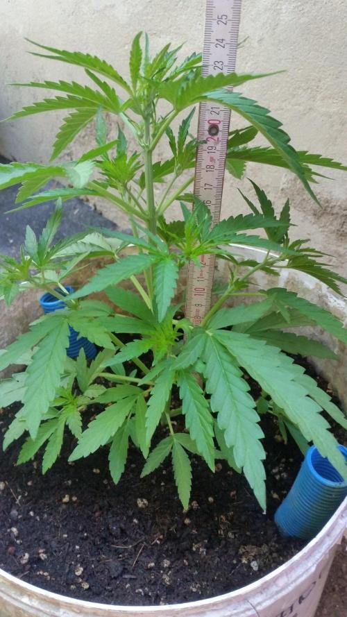 3 autoflower. Week 7 - 08. 21.