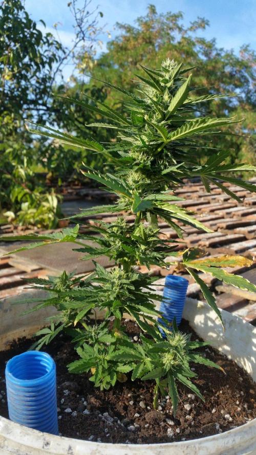 3 autoflower. Week 7
