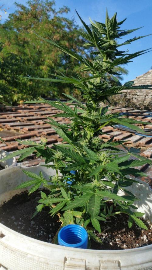 3 autoflower. Week 7