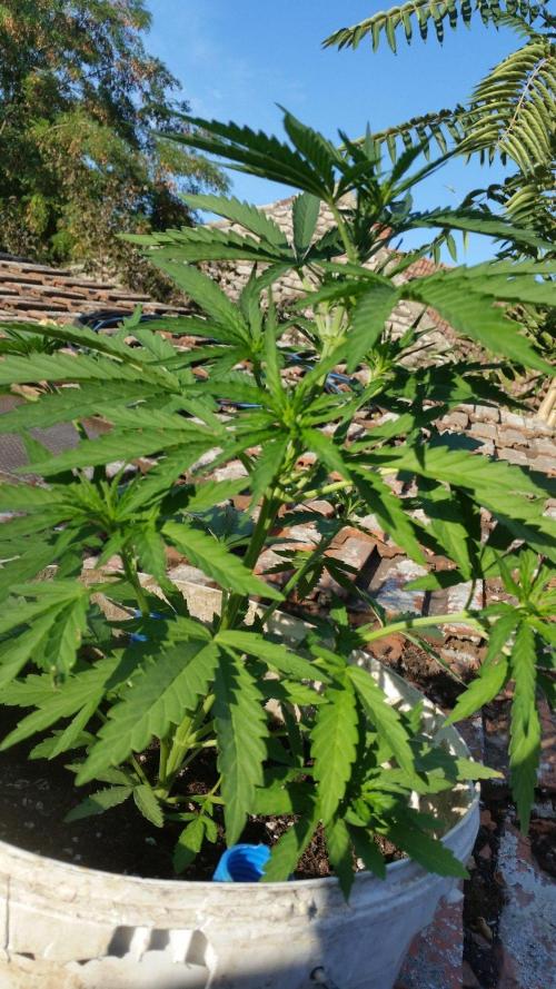 3 autoflower. Week 7