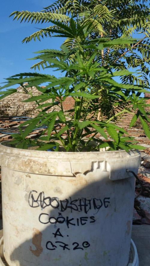 3 autoflower. Week 7