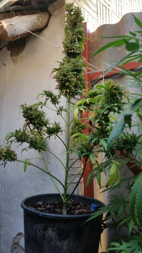 26 Godfather Og autoflower. Week 12