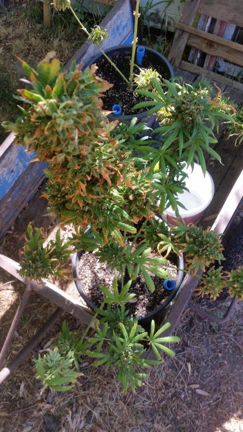 26 Godfather Og autoflower. Week 12