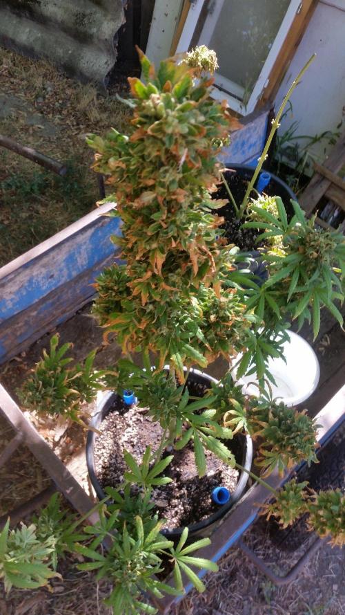26 Godfather Og autoflower. Week 12