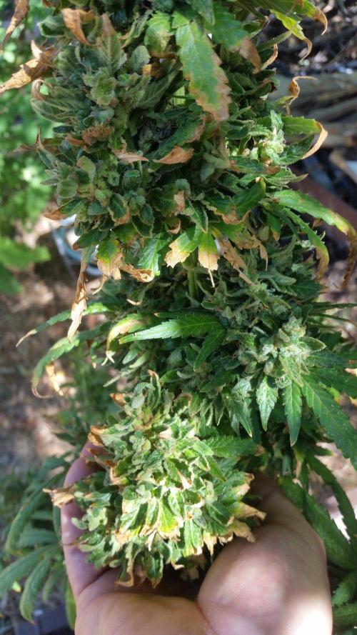 26 Godfather Og autoflower. Week 12