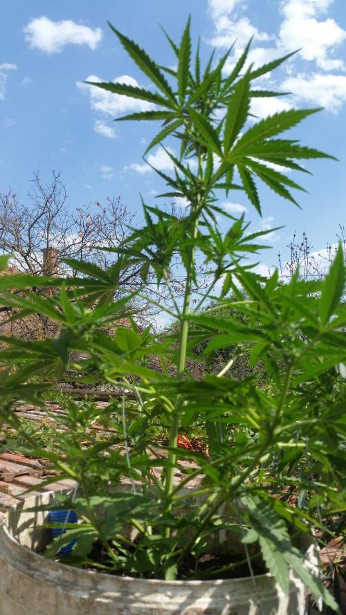 3 autoflower. Week 8
