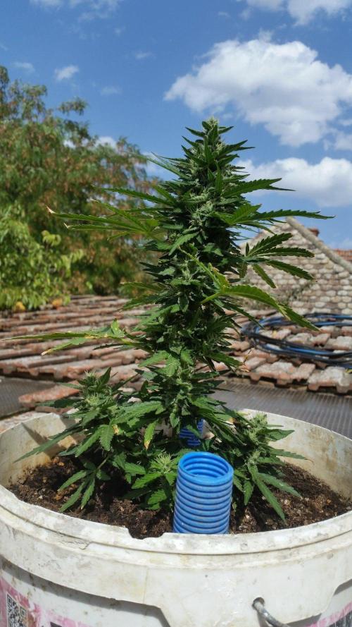3 autoflower. Week 8