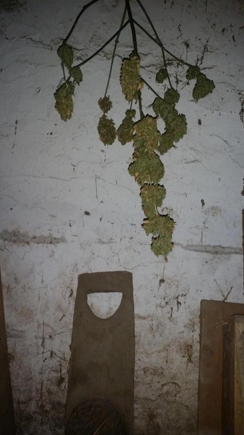 26 Godfather Og autoflower. Week 12
