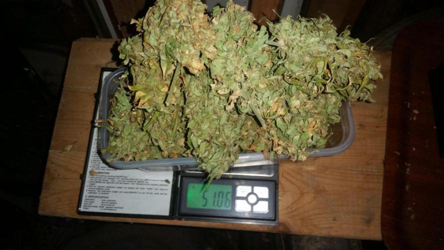 26 Godfather Og autoflower. Week 12