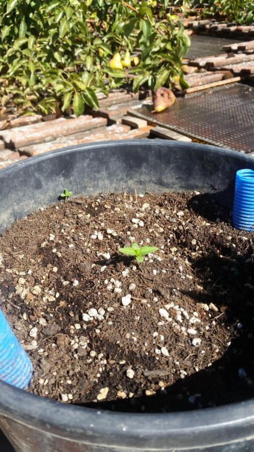 Godfather Og auto az első lehullott mag. Week 1
