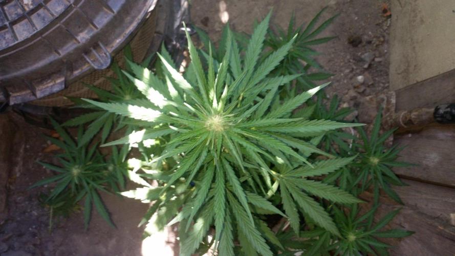 3 autoflower. Week 9