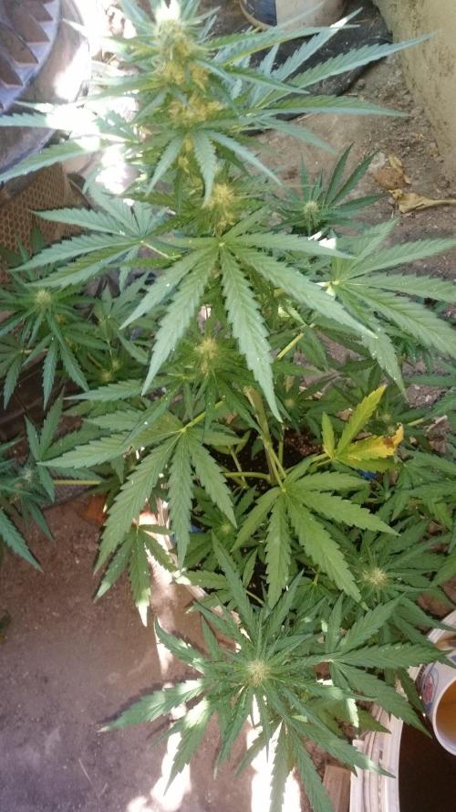 3 autoflower. Week 9