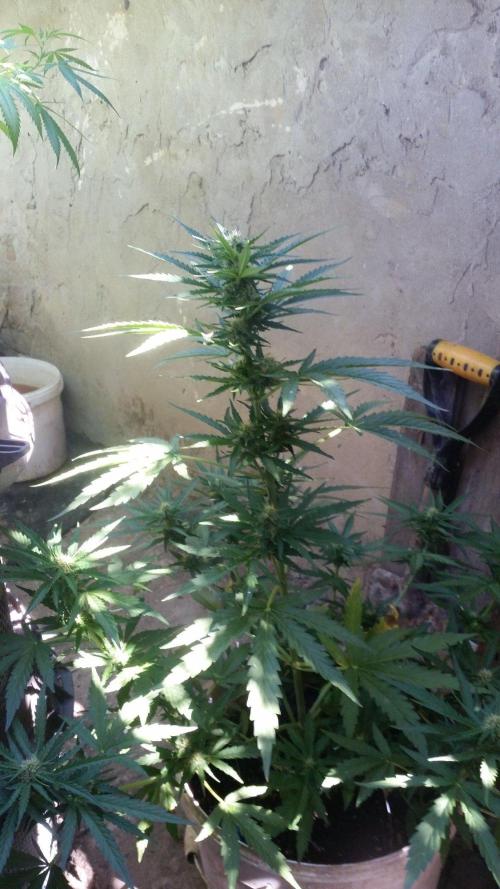 3 autoflower. Week 9