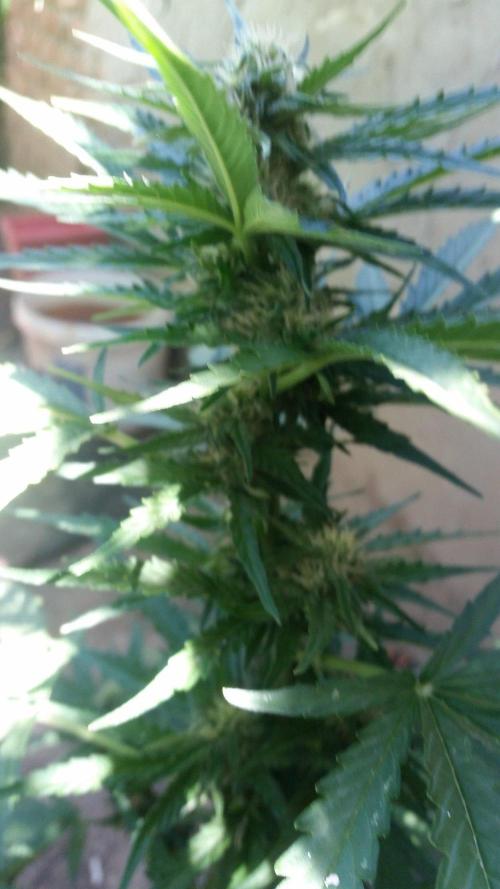 3 autoflower. Week 9