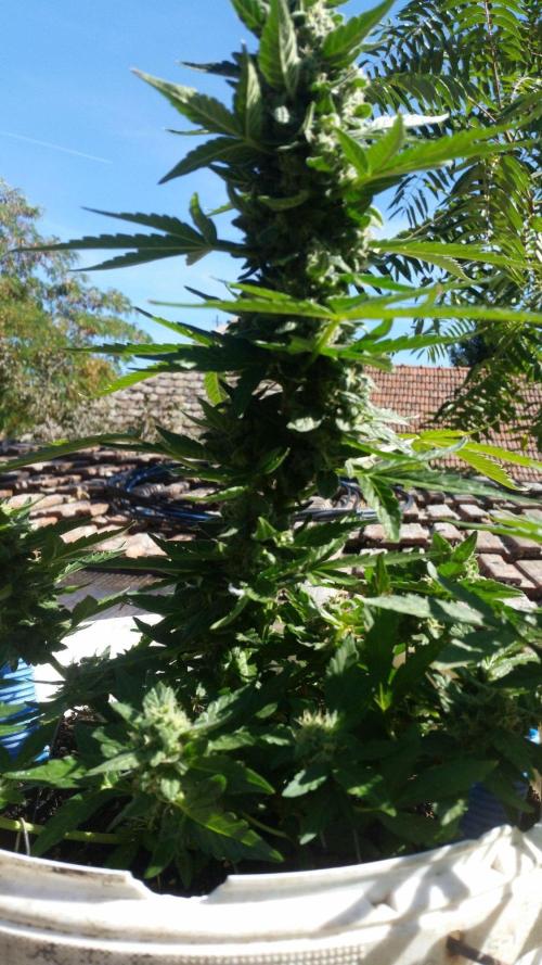 3 autoflower. Week 9