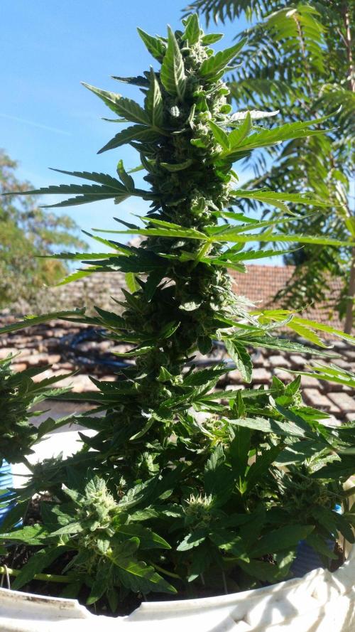 3 autoflower. Week 9
