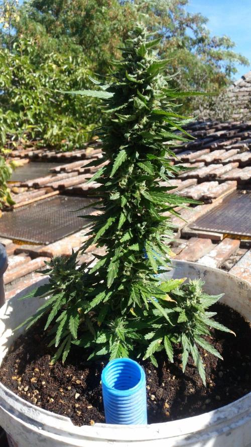 3 autoflower. Week 9